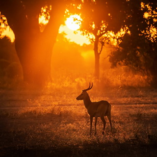 South Luangwa - Sunset with puku